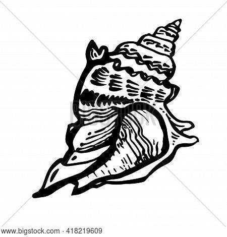 Marine Fauna Shell Seashell Live Line Style Hand Drawn Black Ink. Amazing Inhabitant Of The Seabed, 
