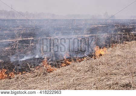 In The Spring, Dry Grass Burns On The Field. Grassroots Natural Fire.