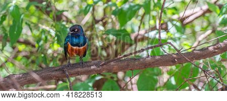 Panorama Of A Golden-breasted Starling Sitting On A Branch, Selected Focus, Blurry Background From T