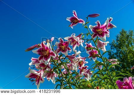 Oriental Hybrid Lilium Friso Flowers In The Garden