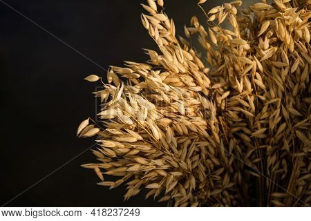 Sheaf Of Golden Barley In Sunlight On A Black Background. Concept Of A Rich Harvest, Agro-industry, 