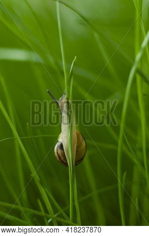 Snail Grape Macrophotograph On A Blade Of Grass Crawling Up. Snail On Green Stem. Beautiful Lonely S