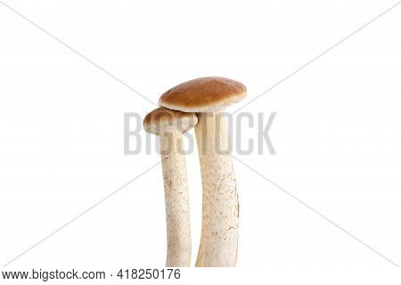 Mushrooms Isolated On White Background. Honey Mushrooms Close-up On A White Background.