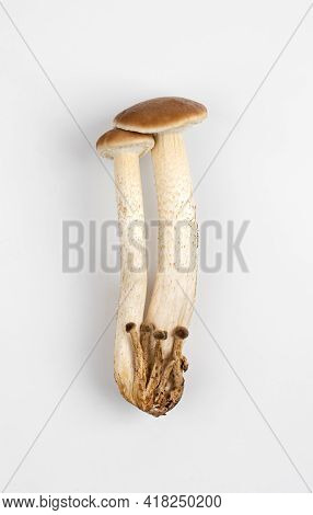 Mushrooms Isolated On White Background. Honey Mushrooms Close-up On A White Background.