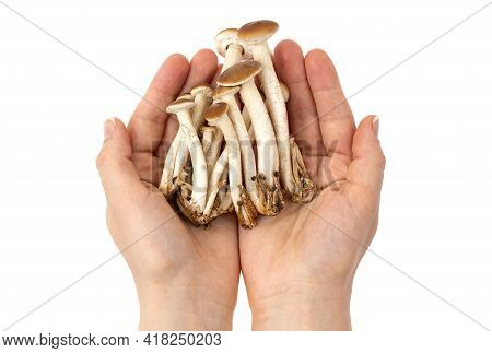 Mushrooms In Hands On A White Background. Honey Mushrooms In Hands Close-up.
