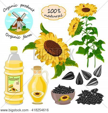 Vector Set With Sunflowers And Oil.sunflowers, Seeds And Oil In Bottles On A White Background In Vec