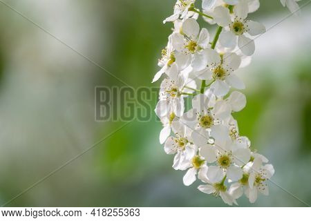 White Flowers Blooming Bird Cherry. Bird Cherry Tree In Blossom. Close-up Of A Flowering Prunus Padu