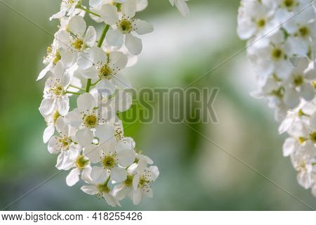 White Flowers Blooming Bird Cherry. Bird Cherry Tree In Blossom. Close-up Of A Flowering Prunus Padu