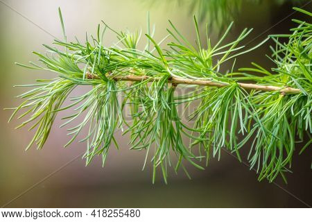 Young Branches Of Larch. Closeup Of Green Larch Young Needles. Larix Sibirica, The Siberian Larch Or