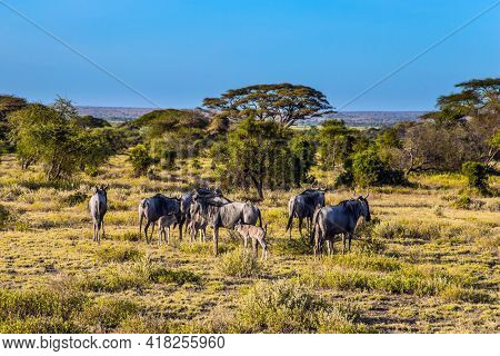 The flock of wildebeest. Kenya. Amboseli Park is reserve at the Kilimanjaro mountain. Savanna with rare bushes and desert acacies. The concept of ecological and photo tourism
