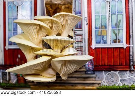 Pleurotus Citrinopileatus Cute Mushroom House Home Growing