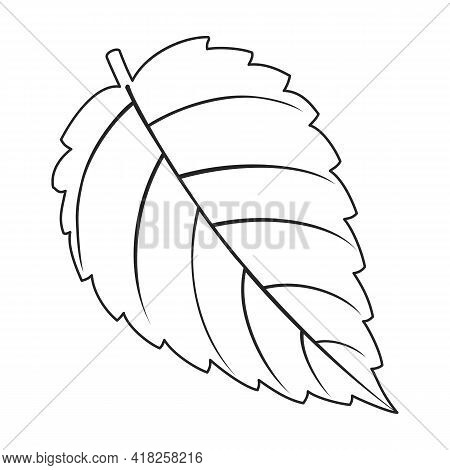 Mint Leaf Vector Outline Icon. Vector Illustration Liaf Peppermint On White Background. Isolated Out
