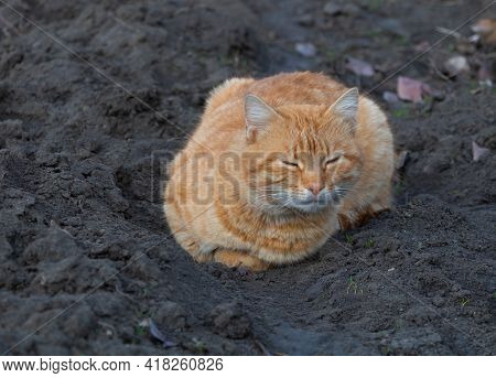 A Beautiful Orange Cat Sleeping In The Garden