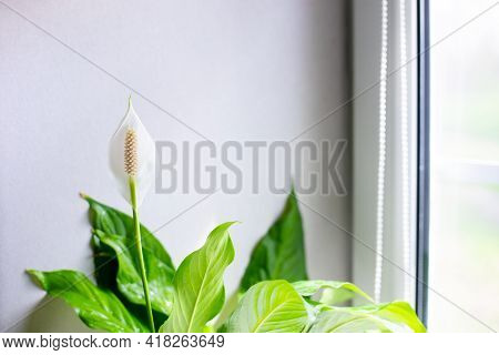 Spathiphyllum Blooms. A Blossoming White Delicate Flower Female Happiness On The Windowsill. The Mic
