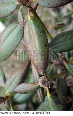 Leaves of rhododendron damaged by Fusarium oxysporum or Phytophthora cinnamomi Rands, fungal diseases of rhododendrons