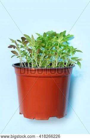 Young Tomato Seedlings In Plastic Pots On Blue Paper Background. 

Spring Nature Concept. Creative L
