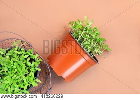 Young Tomato Seedlings In Plastic Pots On Brown  Paper Background. 

Spring Nature Concept. Creative