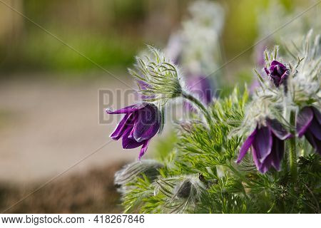 Dream-grass One Of The Most Beautiful Flower. Pulsatilla Blooms The Spring In The Forest Or Park On 