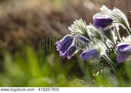 Dream-grass one of the most beautiful flower. Pulsatilla blooms the spring in the forest or park on 