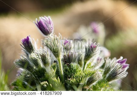 Dream-grass one of the most beautiful flower. Pulsatilla blooms the spring in the forest or park on 