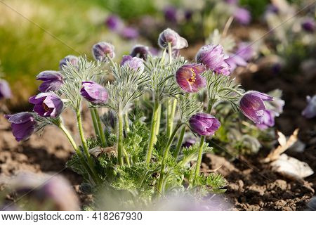 Dream-grass one of the most beautiful flower. Pulsatilla blooms the spring in the forest or park on 
