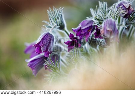 Dream-grass one of the most beautiful flower. Pulsatilla blooms the spring in the forest or park on 