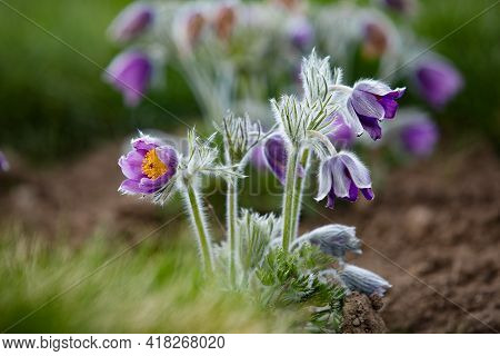Dream-grass one of the most beautiful flower. Pulsatilla blooms the spring in the forest or park on 
