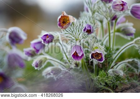 Dream-grass one of the most beautiful flower. Pulsatilla blooms the spring in the forest or park on 