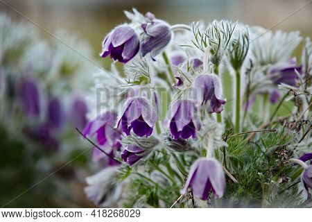 Dream-grass One Of The Most Beautiful Flower. Pulsatilla Blooms The Spring In The Forest Or Park On 