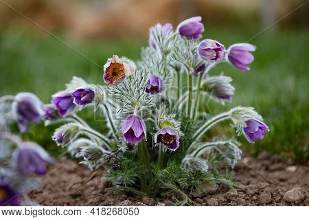 Dream-grass One Of The Most Beautiful Flower. Pulsatilla Blooms The Spring In The Forest Or Park On 