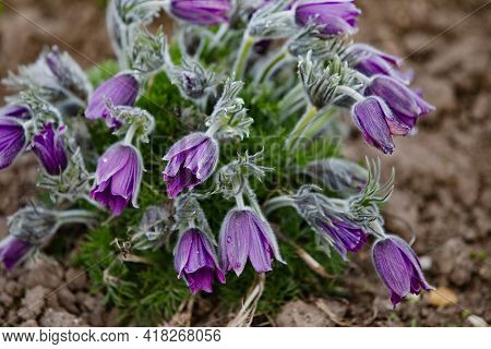Dream-grass One Of The Most Beautiful Flower. Pulsatilla Blooms The Spring In The Forest Or Park On 