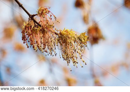 Ash Leaf Maple Tree Blooming In Spring