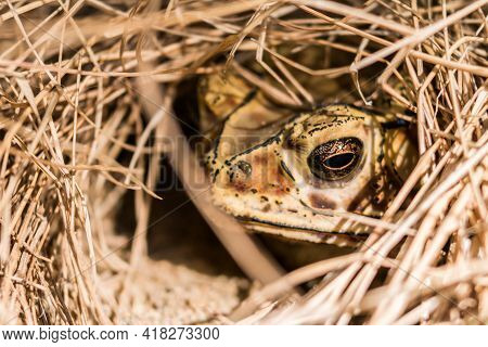 Close Up Of A Brown Frog In The Dry Hay