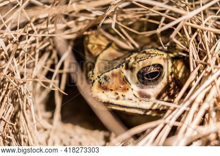 Close Up Of A Brown Frog In The Dry Hay