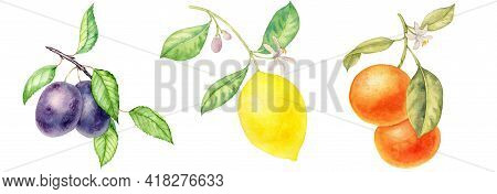 Watercolor Drawing Fruit Branches Isolated At White Background, Orange, Plum And Lemon With Green Le