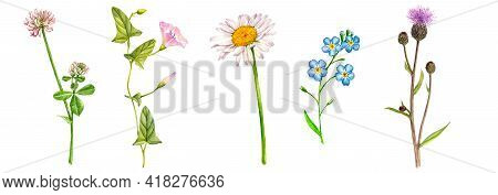 Watercolor Drawing Wild Flowers , Clover, Disy And Bondweed, Floral Background, Hand Drawn Illustrat