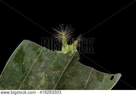 Close Up Of Beautiful Green Stinging Nettle Slug Caterpillar On Green Leaves