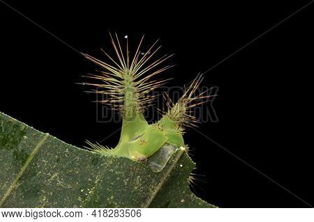 Close Up Of Beautiful Green Stinging Nettle Slug Caterpillar On Green Leaves