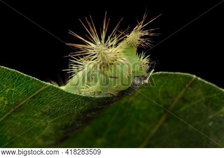 Close Up Of Beautiful Green Stinging Nettle Slug Caterpillar On Green Leaves
