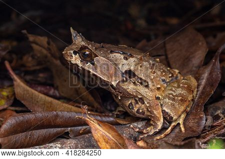 Macro Image Of A Huge Horned Frog From Borneo - Megophrys Kobayashii