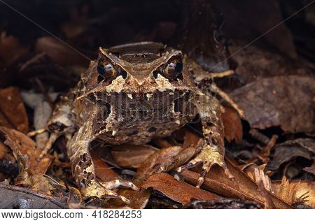 Macro Image Of A Huge Horned Frog From Borneo - Megophrys Kobayashii