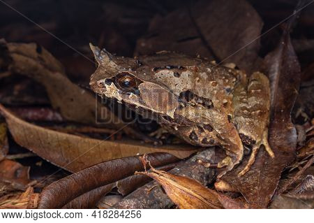 Macro Image Of A Huge Horned Frog From Borneo - Megophrys Kobayashii
