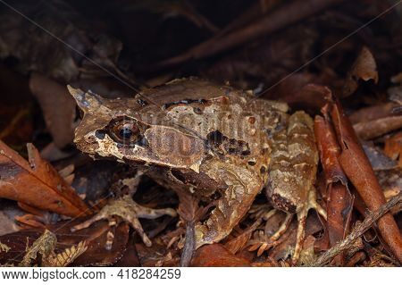 Macro Image Of A Huge Horned Frog From Borneo - Megophrys Kobayashii