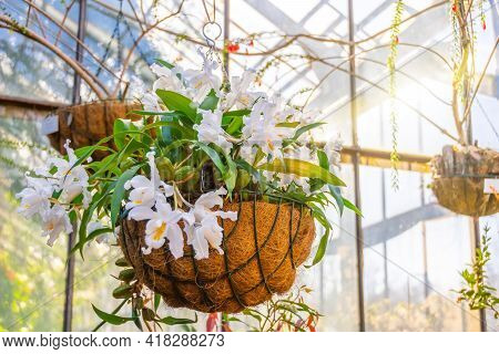 White Coelogyne Orchid In A Hanging Coconut Pot, In The Greenhouse Of A Subtropical Garden