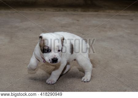 A Three-month-old Puppy Of The Central Asian Shepherd Or Alabai. A White Puppy With Black And Brown 