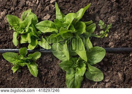 Irrigate Plants Of Spinash With Drip Tape On Open Soil Growing.