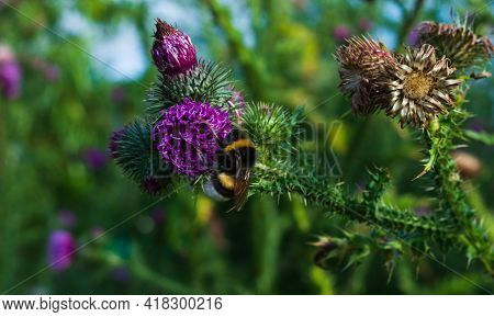Close Up Of Thisle With A Bumblebee Collecting Pollen From It