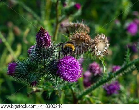 Little Bumblebee Collecting Pollen On A Purple Flower Of A Thistle
