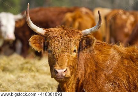 Red Cattle, Lying On Hay At Spring Field. Red Breed Cow For Meat And Milk. Farming, Free Grazing Con
