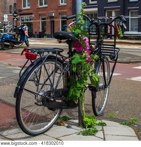 Amsterdam, The Netherlands, July 1, 2020. Bicycle Parked Against A Pole And Pink Hollyhock